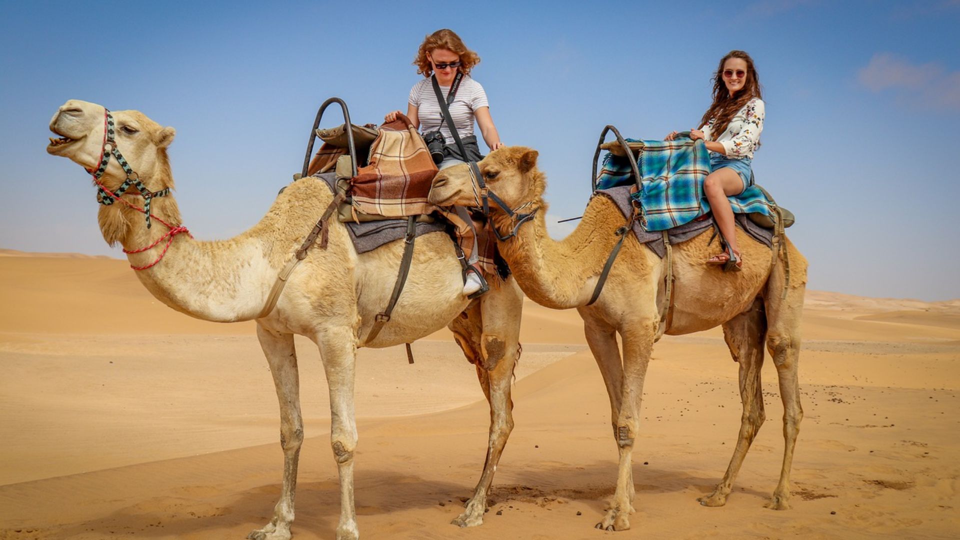 Camels in the Moroccan desert