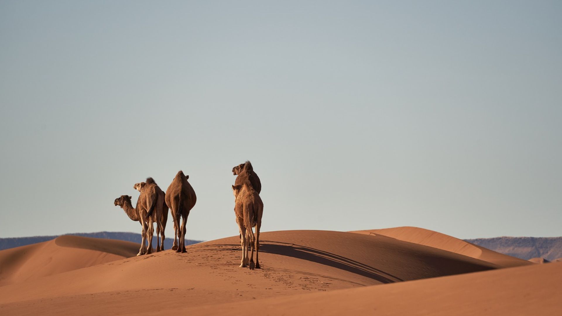Camels in the Moroccan desert